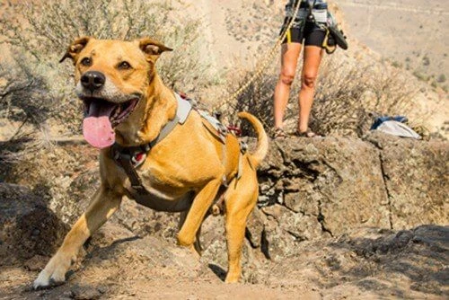 Ruffwear DoubleBack Harness S - Destockage 7 Ruffwear DoubleBack Harness S - Destockage – Image 5