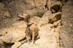 Ruffwear DoubleBack Harness S - Destockage 14 Ruffwear DoubleBack Harness S - Destockage -Fournitures pour animaux 6 1