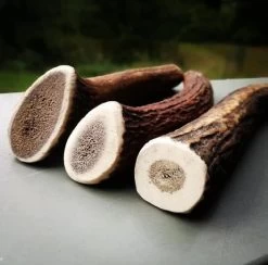 Evident Bois De Cerf Entier XS 7 Evident Bois De Cerf Entier XS -Fournitures pour animaux bois de cerf 2 1