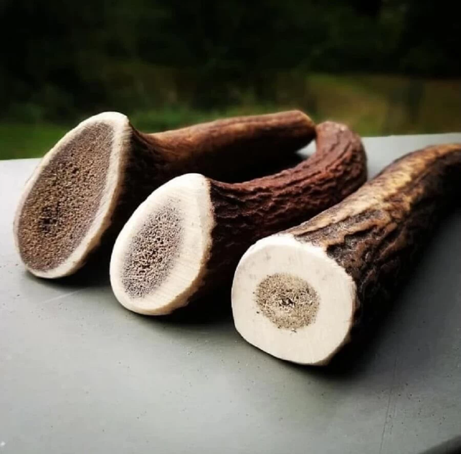 Evident Bois De Cerf Entier XS 5 Evident Bois De Cerf Entier XS – Image 3