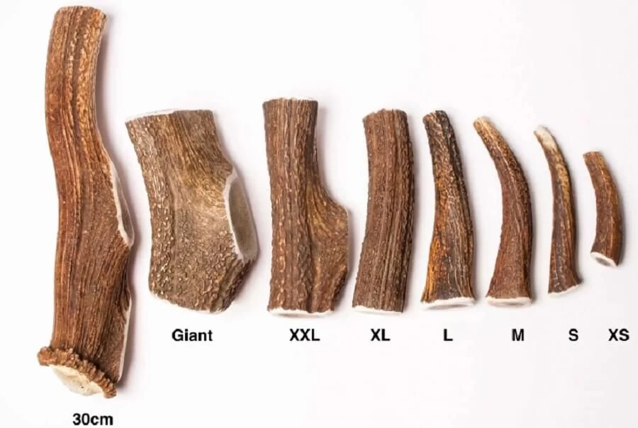 Evident Bois De Cerf Entier XS 4 Evident Bois De Cerf Entier XS – Image 2
