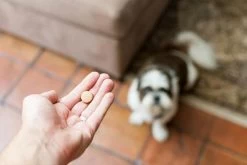 Drontal Chien 6 Cps -Fournitures pour animaux drontal 1 2