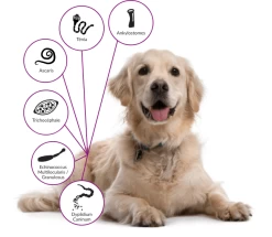 Drontal P XL Vermifuge Chien Gout Viande 2 Cps 7 Drontal P XL Vermifuge Chien Gout Viande 2 Cps -Fournitures pour animaux drontal chien