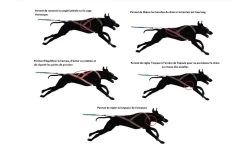 I-Dog Harnais X-Back One M 7 I-Dog Harnais X-Back One M -Fournitures pour animaux harnais x bag one idog 5