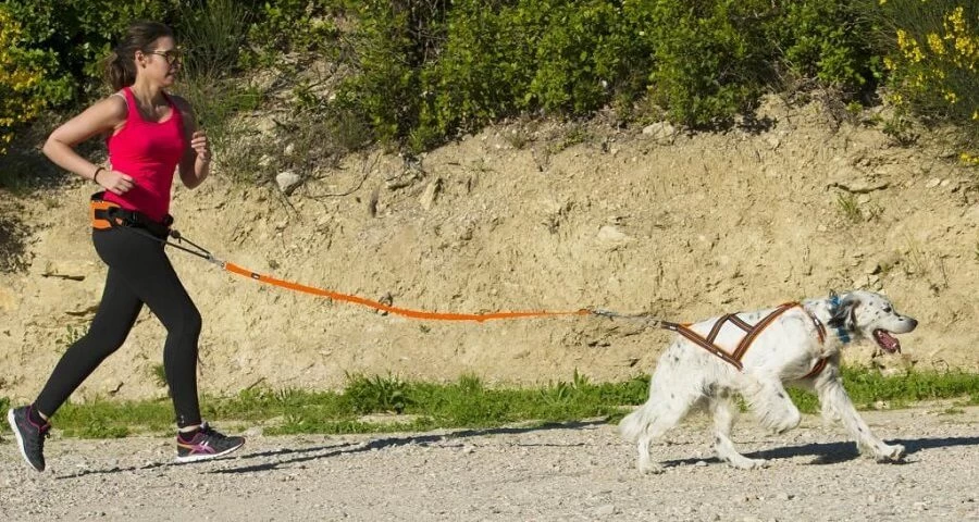 I-Dog Harnais X-Back One M 4 I-Dog Harnais X-Back One M – Image 2