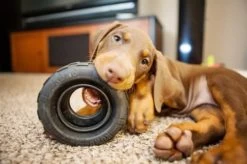 KONG Traxx Moyen/Grand Chien -Fournitures pour animaux kong2 1 1