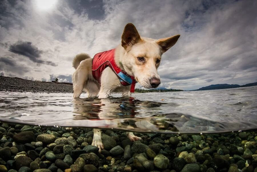 Kurgo Gilet De Flottaison Surf N Turf Rouge S 6 Kurgo Gilet De Flottaison Surf N Turf Rouge S – Image 4