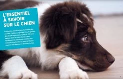 Livre - L'éducation Positive Du Chien 10 Livre - L'éducation Positive Du Chien -Fournitures pour animaux livre l ducation positive du chien3