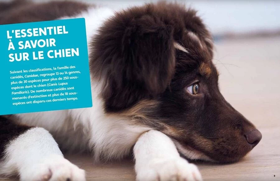 Livre - L'éducation Positive Du Chien 5 Livre - L'éducation Positive Du Chien – Image 3