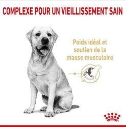 Royal Canin Labrador Retriever Adult 5+ 12 Kg -Fournitures pour animaux royal canin labrador retriever adult 5