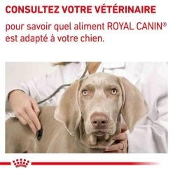 Royal Canin Veterinary Neutered Adult Large Dog 12 Kg -Fournitures pour animaux royal canin veterinary neutered adult large dog 12 kg 8