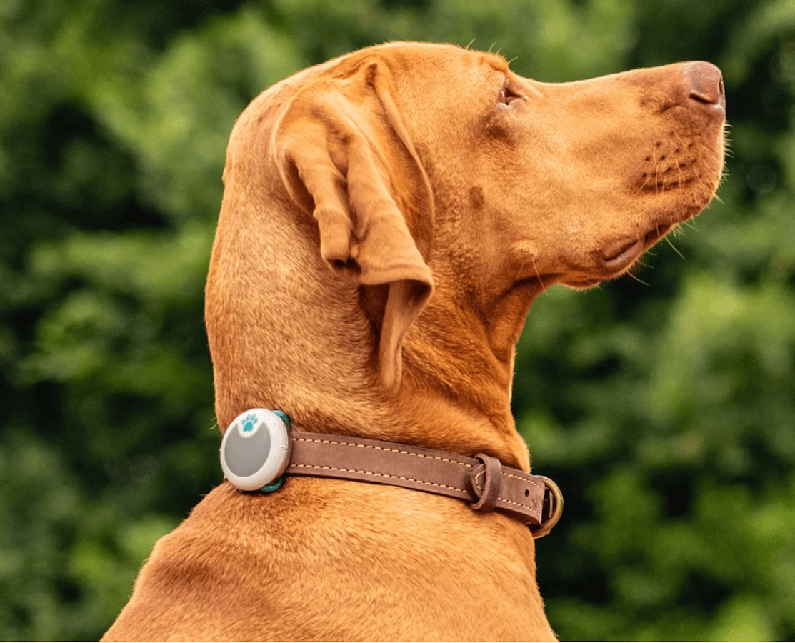 Sure Petcare Animo Traqueur D’activités Pour Chien 7 Sure Petcare Animo Traqueur D’activités Pour Chien – Image 5