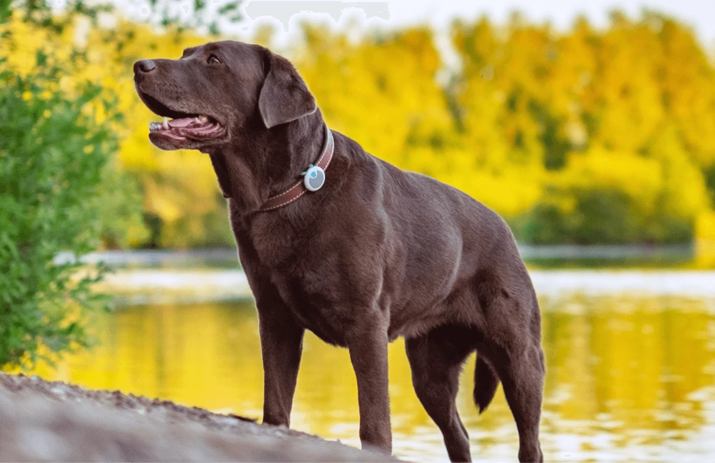 Sure Petcare Animo Traqueur D’activités Pour Chien 8 Sure Petcare Animo Traqueur D’activités Pour Chien – Image 6