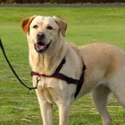 Trixie Harnais D'entrainement Lead'n'Walk L-XL -Fournitures pour animaux trixie collier harnais lead n walk l xl3