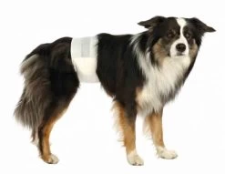 Trixie Couches Pour Chiens Mâles S-M 5 Trixie Couches Pour Chiens Mâles S-M -Fournitures pour animaux trixie couches pour chiens ma les s m2