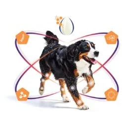 Virbac Movoflex Chien M -Fournitures pour animaux virbac movoflex chien m 5